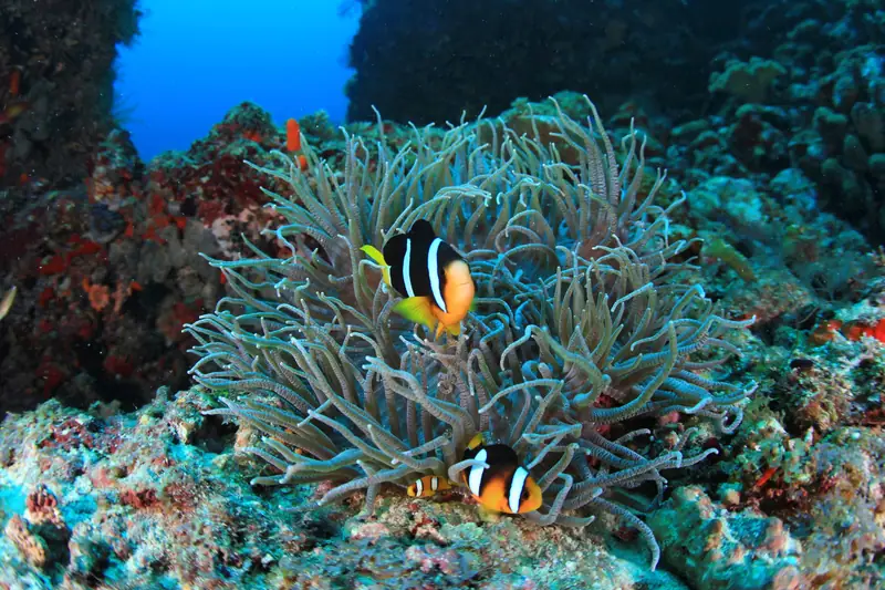 Conrad Maldives Rangali Island — house reef (photo 7 of 8)