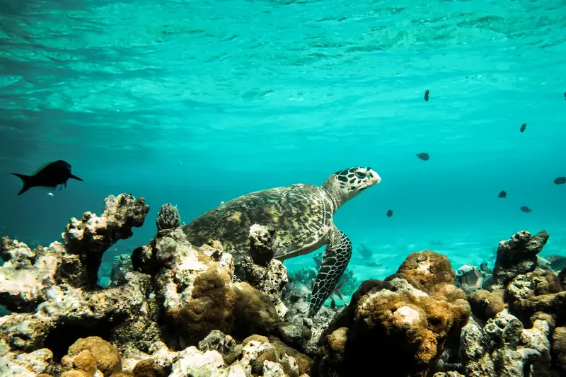 Constance Moofushi Resort — house reef (photo 7 of 8)