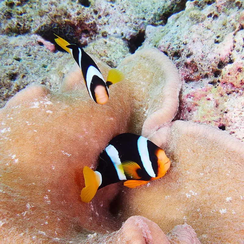 Drift Thelu Veliga Retreat — house reef (photo 7 of 8)