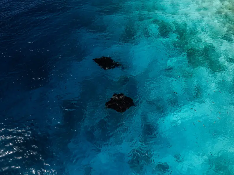 Sun Siyam Olhuveli Maldives — house reef (photo 7 of 8)