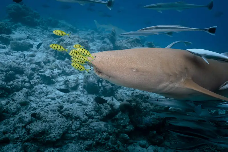 Villa Nautica, Paradise Island — house reef (photo 7 of 8)